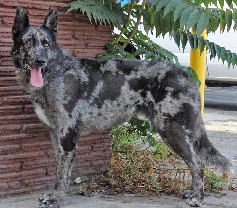 Westside German Shepherd Rescue of Los Angeles